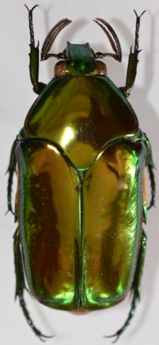 Agestrata luconica